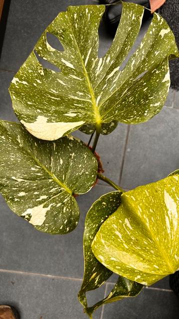Monstera delic Thai Constellatio beschikbaar voor biedingen