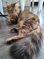Main coon poes, Dieren en Toebehoren, Poes, Gechipt