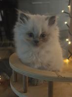 Brits langhaar kittens, Dieren en Toebehoren, Katten en Kittens | Raskatten | Langhaar, Poes