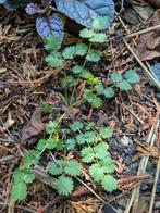Inheemse planten pimpernel mooie tuinplant, Ophalen, Bodembedekkers, Volle zon, Eenjarig