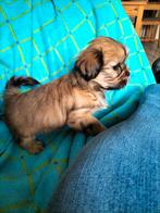 bolonka zwetna  x  shih-tzu puppies, Dieren en Toebehoren, Parvo, 8 tot 15 weken, Meerdere, Meerdere dieren
