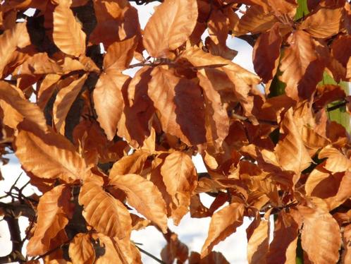 Fagus sylvatica Gewone beuk groen haag bladhoudend haag/boom, Tuin en Terras, Planten | Tuinplanten, Vaste plant, Overige soorten