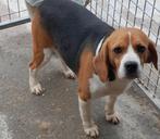 Beagle reu, Dieren en Toebehoren, Honden | Beagles, Bassets en Lopende honden, CDV (hondenziekte), Meerdere, 3 tot 5 jaar, België