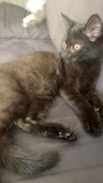 Kitten, Dieren en Toebehoren, Katten en Kittens | Raskatten | Korthaar, Kater, 0 tot 2 jaar