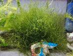 Aquarium mos, Dieren en Toebehoren, Ophalen, Zo goed als nieuw, Plant(en), Steen of Hout