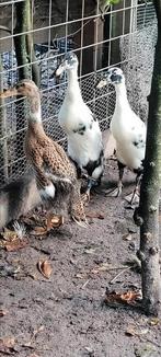 Trio loopeenden te koop 2 vrouwen één woerd, Dieren en Toebehoren, Pluimvee, Meerdere dieren, Eend
