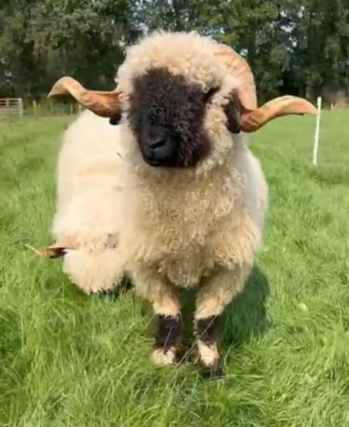 Walliser Schwarznase ram te koop, Dieren en Toebehoren, Schapen, Geiten en Varkens, Schaap, Mannelijk