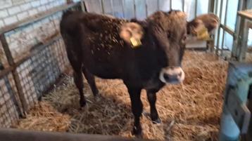 Stierkalf 50% Brown Swiss beschikbaar voor biedingen