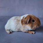 Jong gladhaar beertje - goud schimmel, September, Mannelijk, Cavia
