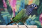 Pionus Menstruus en Bronsvleugel | makkelijk te trainen, Dieren en Toebehoren, Meerdere dieren, Papegaai, Pratend