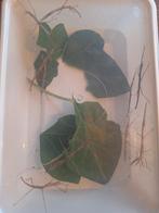 Gratis wandelende takken, Wandelende tak