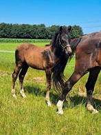 Hengstveulen Comthago VDL, uit sterkte sportlijn, Dieren en Toebehoren, Hengst, Springpaard, 0 tot 2 jaar