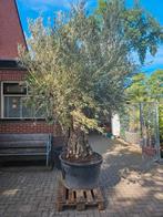 Reuze olijfboom - 115 omtrek - 320 hoog
