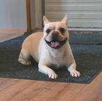 🥰 Super lieve franse Bulldog dekreu Storm ter dekking 🥰, Dieren en Toebehoren, Particulier, Reu, 1 tot 2 jaar, Buitenland