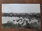 Fotokaart Dwingeloo - Kudde schapen op de drentse heide, Ophalen of Verzenden, 1960 tot 1980, Gelopen, Drenthe