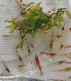 Leuke mix neocaridina garnalen., Dieren en Toebehoren, Vissen | Aquariumvissen, Kreeft, Krab of Garnaal
