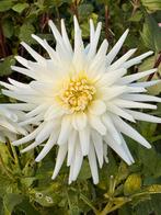 Bloembol Dahlia knol Cactus My Love, Tuin en Terras, Bloembollen en Zaden, Ophalen of Verzenden, Volle zon, Knol