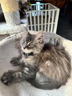 Main Coon kittens poes kater polydactyl, Dieren en Toebehoren, Katten en Kittens | Raskatten | Langhaar, Meerdere dieren, Ontwormd