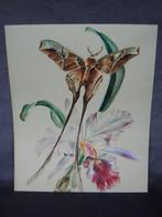 Supermooie aquarel staartvlinder en orchidee botanisch, Antiek en Kunst, Kunst | Schilderijen | Klassiek, Ophalen of Verzenden