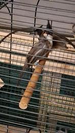 Roodoor buulbuul koppel, Dieren en Toebehoren, Vogels | Overige Vogels, Meerdere dieren, Tropenvogel