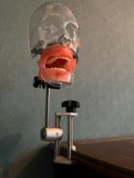 Fantoomhoofd fantoom hoofd gebit oefenpop, Antiek en Kunst, Curiosa en Brocante, Ophalen of Verzenden