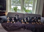 Grote zwitserse sennenhond pups puppies te koop, Dieren en Toebehoren, Overige rassen, 8 tot 15 weken, Meerdere, Meerdere dieren