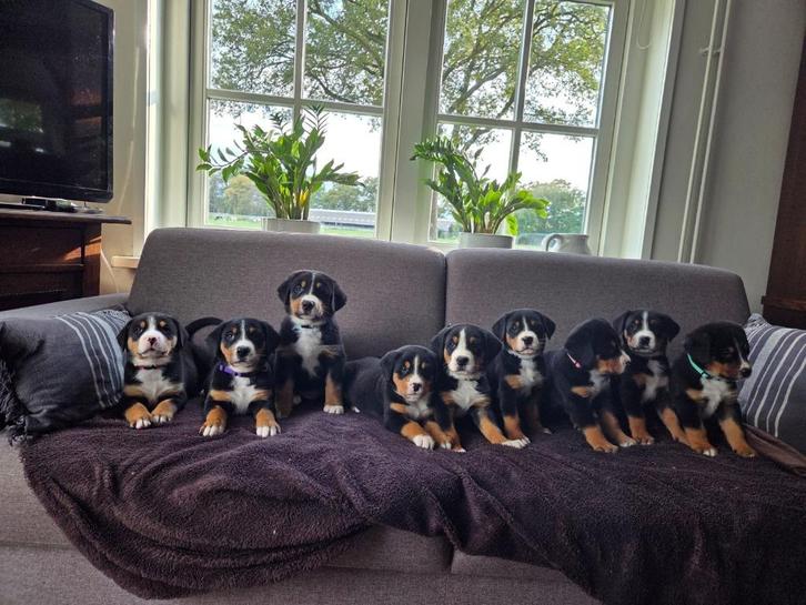Grote zwitserse sennenhond pups puppies te koop, Dieren en Toebehoren, Honden | Chihuahua's en Gezelschapshonden, Meerdere dieren