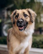 Fluffy is op zoek naar haar eigen familie, Particulier, 1 tot 2 jaar, Buitenland, Teef