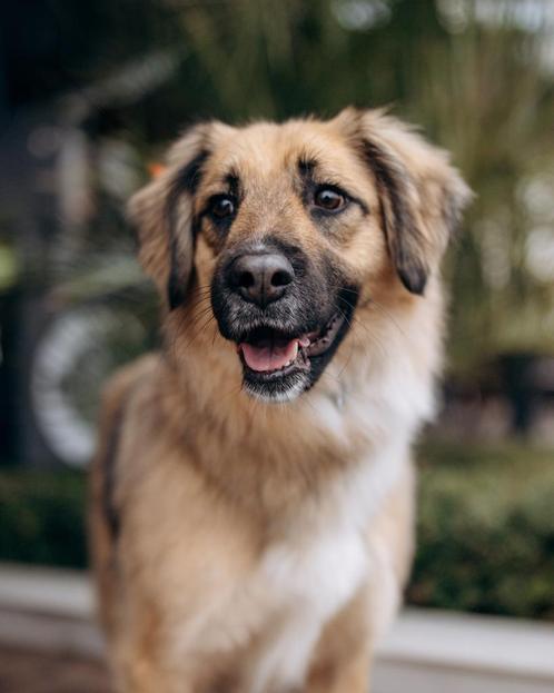 Fluffy is op zoek naar haar eigen familie, Dieren en Toebehoren, Honden | Niet-rashonden, Middel, Teef, Particulier, Eén hond