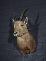 Alpine Steenbok - Taxidermie wandmontage - Opgezette dieren., Ophalen of Verzenden, Vogel, Opgezet dier