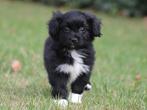 Knappe Kruising Boomer pups., Dieren en Toebehoren, Honden | Chihuahua's en Gezelschapshonden, Nederland, Overige rassen, 8 tot 15 weken