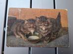 Vintage postkaart katten aan het eten 1922, Verzamelen, Ansichtkaarten | Dieren, Ophalen of Verzenden, 1920 tot 1940, Gelopen