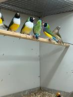 Gouldamadines - Paarsborst, Witborst en Jong, Dieren en Toebehoren, Vogels | Overige Vogels, Meerdere dieren, Tropenvogel, Geringd