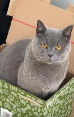 Milo- britse korthaar kater, Kater, Gechipt, 3 tot 5 jaar