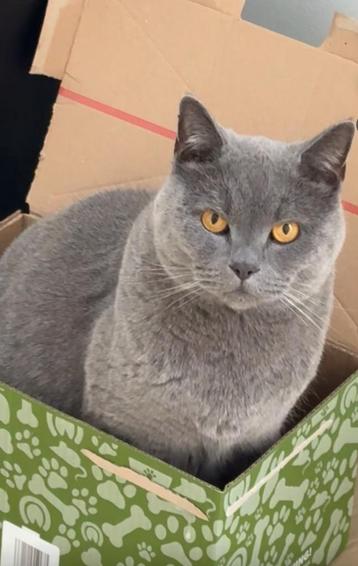 Milo- britse korthaar kater beschikbaar voor biedingen