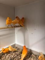 Div kooi en volière vogels, Dieren en Toebehoren