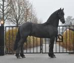 knappe 2,5 jarige friese hengsten, Dieren en Toebehoren, Paarden, Gechipt, Dressuurpaard, 0 tot 2 jaar, Hengst