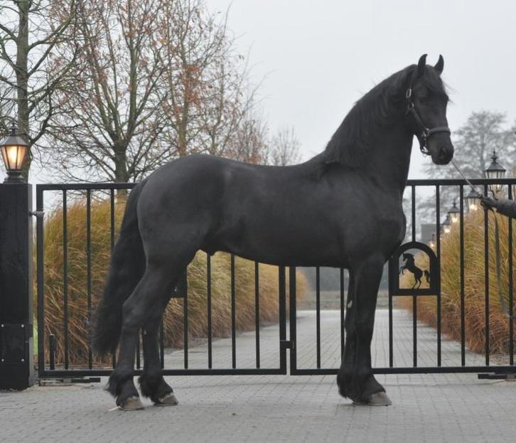 knappe 2,5 jarige friese hengsten, Dieren en Toebehoren, Paarden, Hengst, Onbeleerd, 165 tot 170 cm, 0 tot 2 jaar, Dressuurpaard