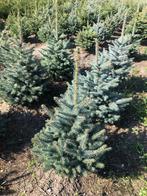 Kerstbomen Pungens glauca / blauwspar 40 -110 cm in Pot., Overige soorten, Minder dan 100 cm, Zomer, Ophalen