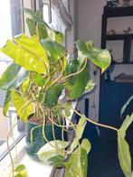 philodendron burl marx variegata, Huis en Inrichting, Kamerplanten, Ophalen, Halfschaduw, Minder dan 100 cm