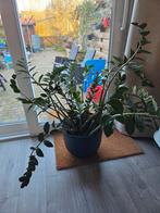 Grote Zamioculcas Zamiifolia (ZZ Plant), Ophalen