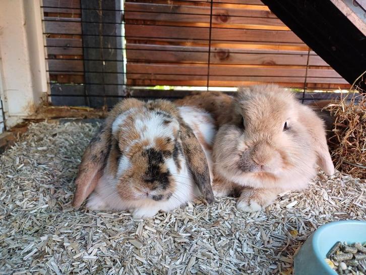 konijnen, Dieren en Toebehoren, Konijnen, Meerdere dieren, Hangoor