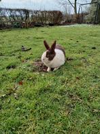 Hollander voedster, Dieren en Toebehoren, Konijnen, Vrouwelijk, Klein, 0 tot 2 jaar
