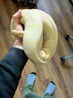 Python regius, Dieren en Toebehoren, Slang