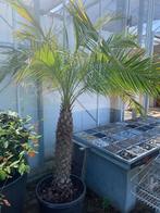Phoenix Robelinnii Palmboom, 100 tot 250 cm, Zomer, Palmboom, Ophalen