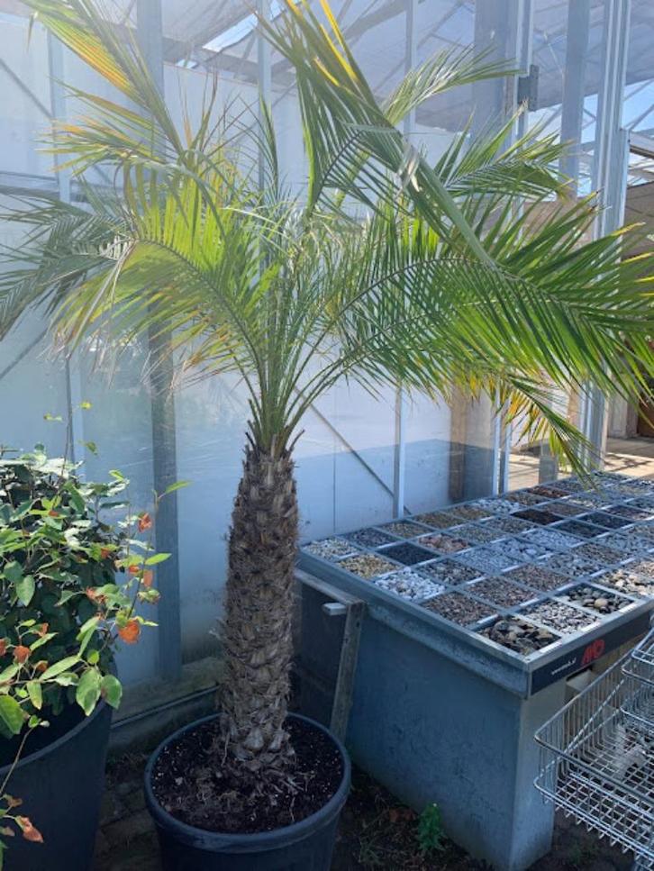 Phoenix Robelinnii Palmboom, Tuin en Terras, Planten | Bomen, Palmboom, 100 tot 250 cm, Volle zon, Zomer, Ophalen