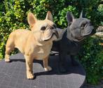Polyester franse bulldog, Tuin en Terras, Tuinbeelden, Ophalen of Verzenden, Nieuw, Kunststof, Dierenbeeld