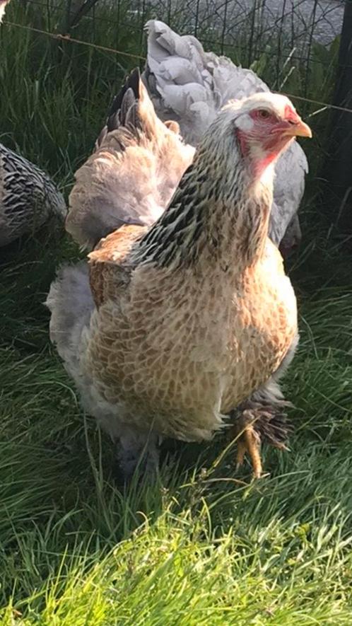 Broedeieren Brahma Zalm (vanaf 20 mei weer beschikbaar), Dieren en Toebehoren, Pluimvee, Kip, Geslacht onbekend