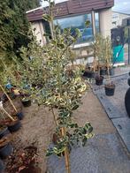 Hust of ilex met bessen, Tuin en Terras, Planten | Tuinplanten, Ophalen of Verzenden, Overige soorten, Halfschaduw