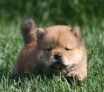 CHOW CHOW PUPS UIT GETESTE OUDERS, Dieren en Toebehoren, Honden | Poolhonden, Keeshonden en Oertypen, Overige rassen, 8 tot 15 weken